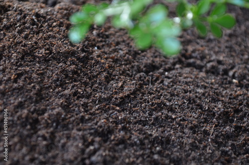 Black soil and green plant background. Space foe text