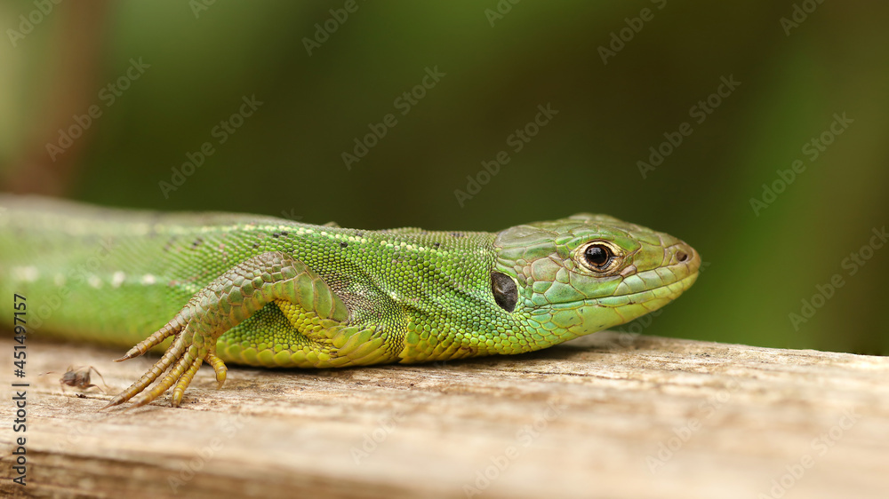 Lagarto verde