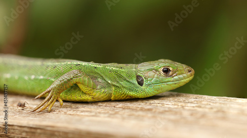 Lagarto verde