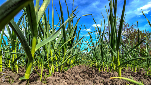 green onions growing in the garden. close-up of onion plantation after the watering