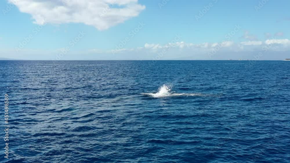 A whale calf swims and smacks it fluke in the Pacific Ocean off Maui's coast A whale calf swims and smacks it fluke in the Pacific Ocean off Maui's coast