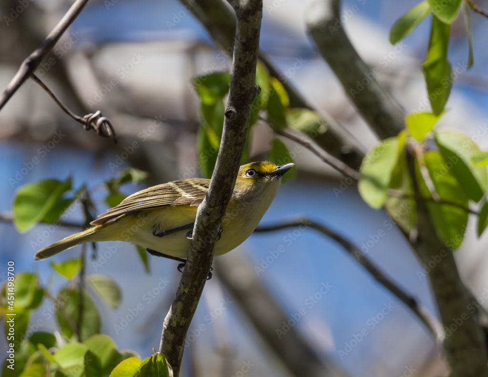Perched White-eyed Vireo in Spring Perched White-eyed Vireo in Spring