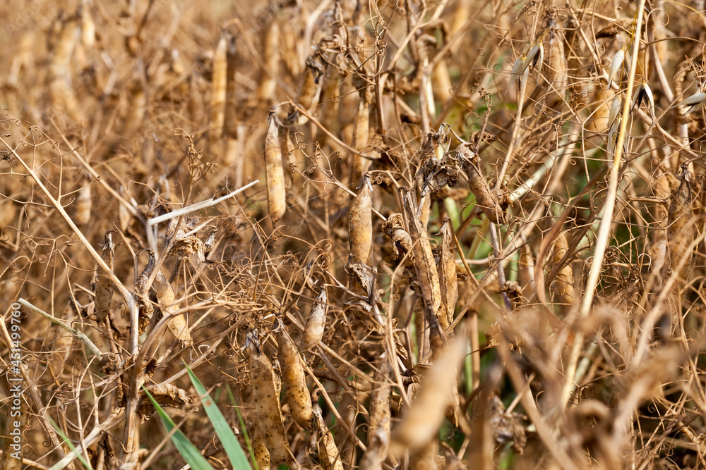 Fototapeta premium an agricultural field with a ripe crop of peas