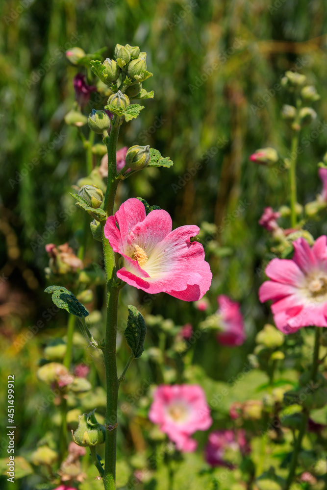 Pink mallow flowers in the garden