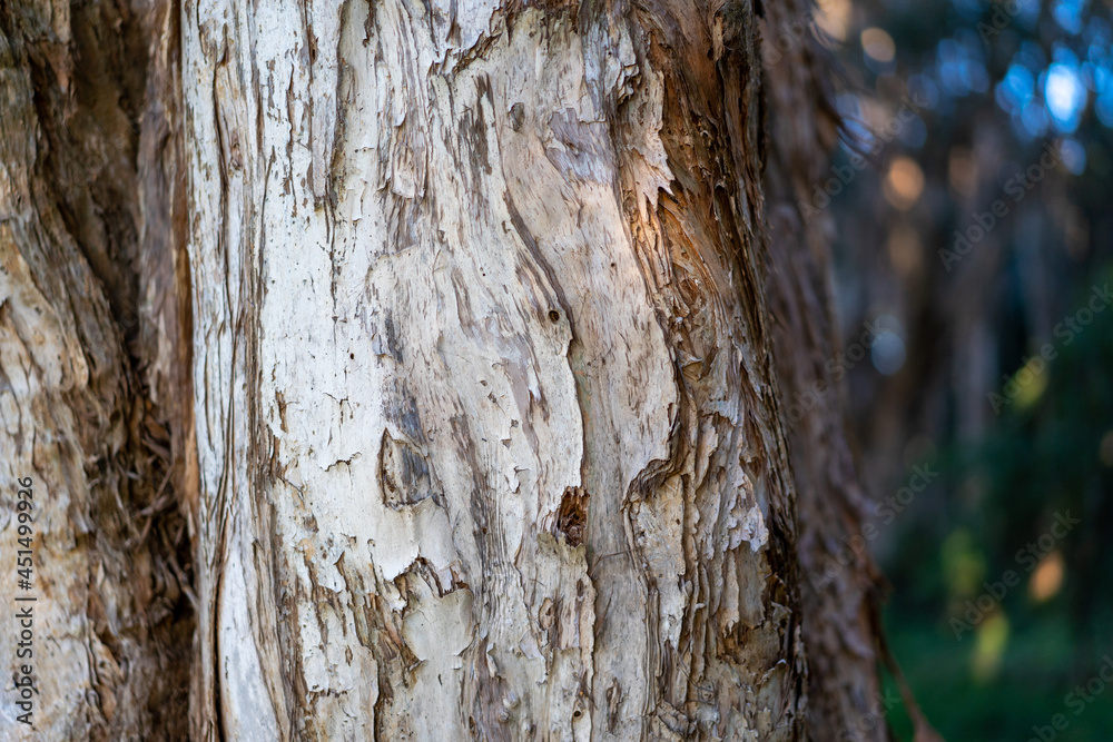 Obraz premium close up of Paperbark tree trunk textured bark peeling off Australian tree