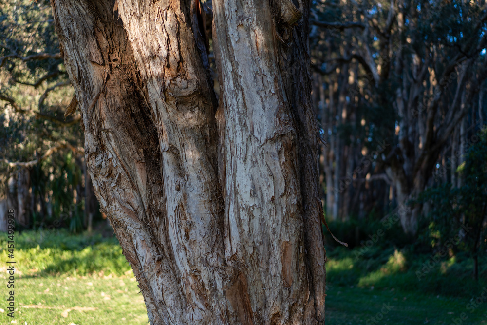 close up of Paperbark tree trunk  textured bark peeling off Australian tree