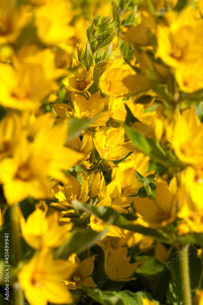 yellow flowering shrub in the summer