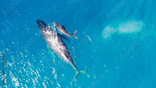 A whale and its calf swim side by side 