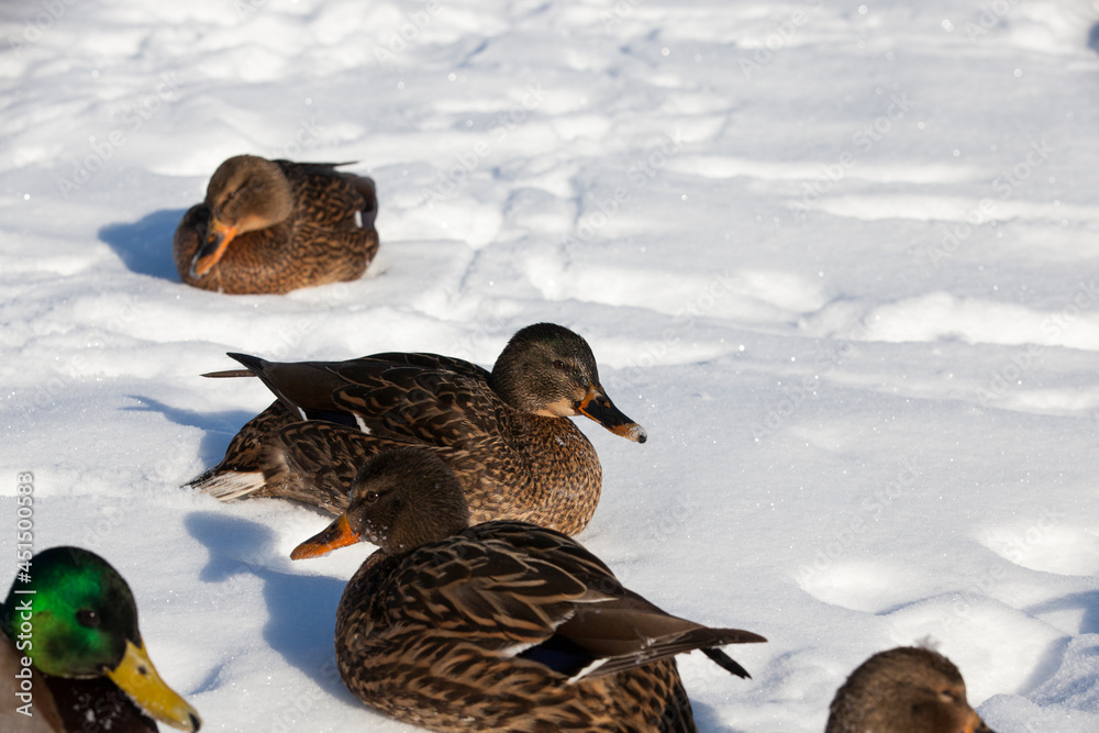 the cold season with frosts and snow, ducks sit in the snow the cold season with frosts and snow, ducks sit in the snow