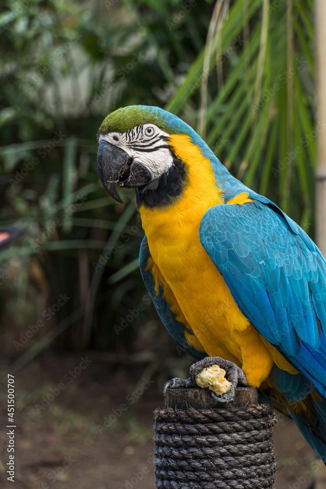 Fototapeta premium Arara Canindé eating and flying freely within a park. It is a little smaller than other macaws and has a very colorful plumage. Canindé macaw Originally from Brazil.