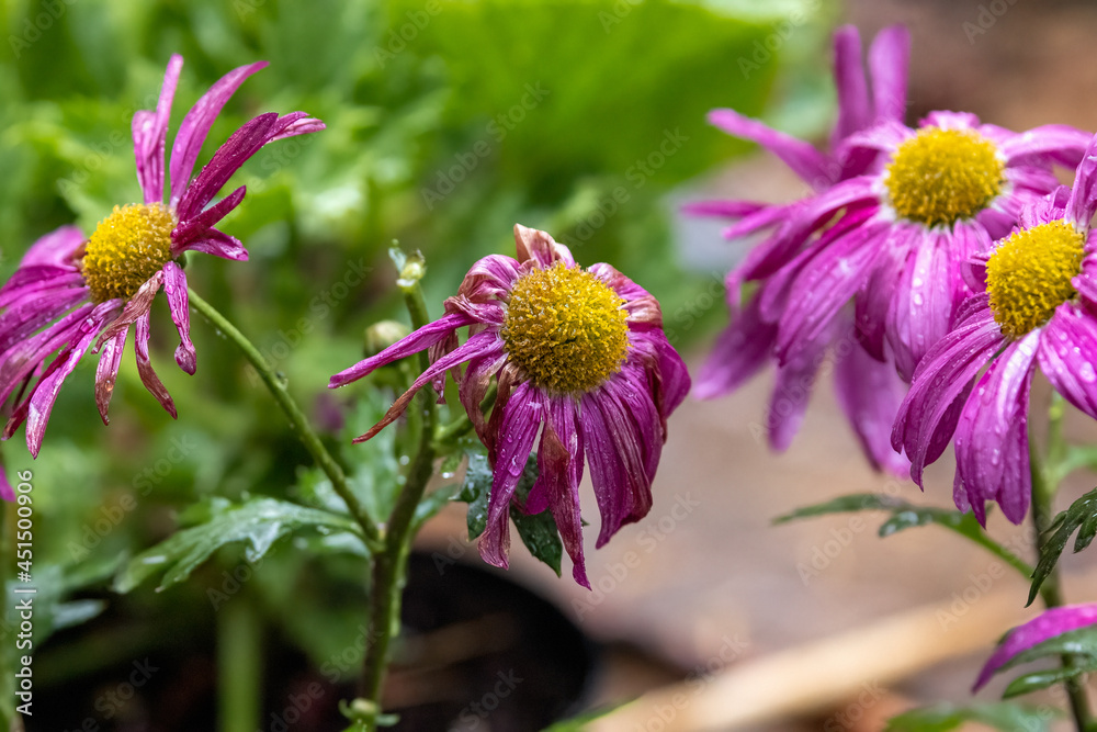 vivid magenta pink daisies with yellow venters vivid magenta pink daisies with yellow venters