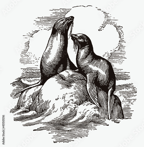 Two seals lying on a rock at sea under a cloudy sky. Illustration after antique engraving from the early 20c
