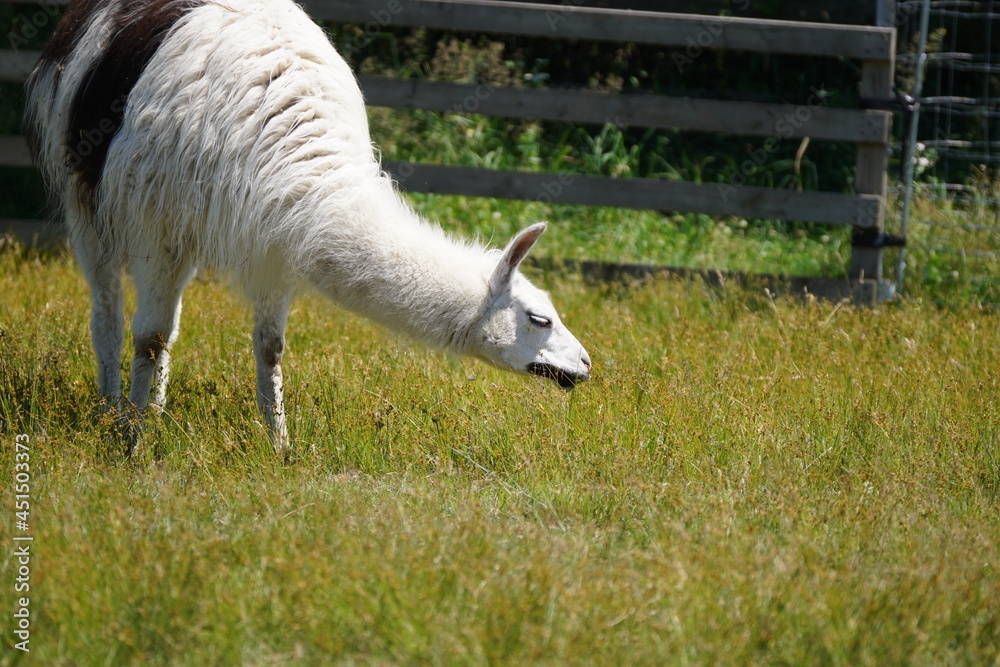 Obraz premium 可愛いお食事中のラマ
