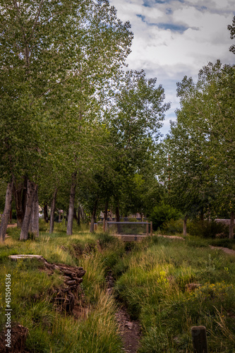 Very Green Wooded Area