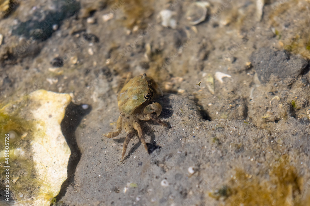 little brown crab beneath shallow water at a beach
