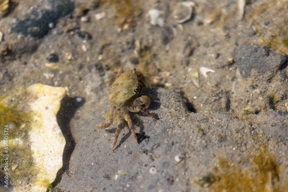 little brown crab beneath shallow water at a beach little brown crab beneath shallow water at a beach