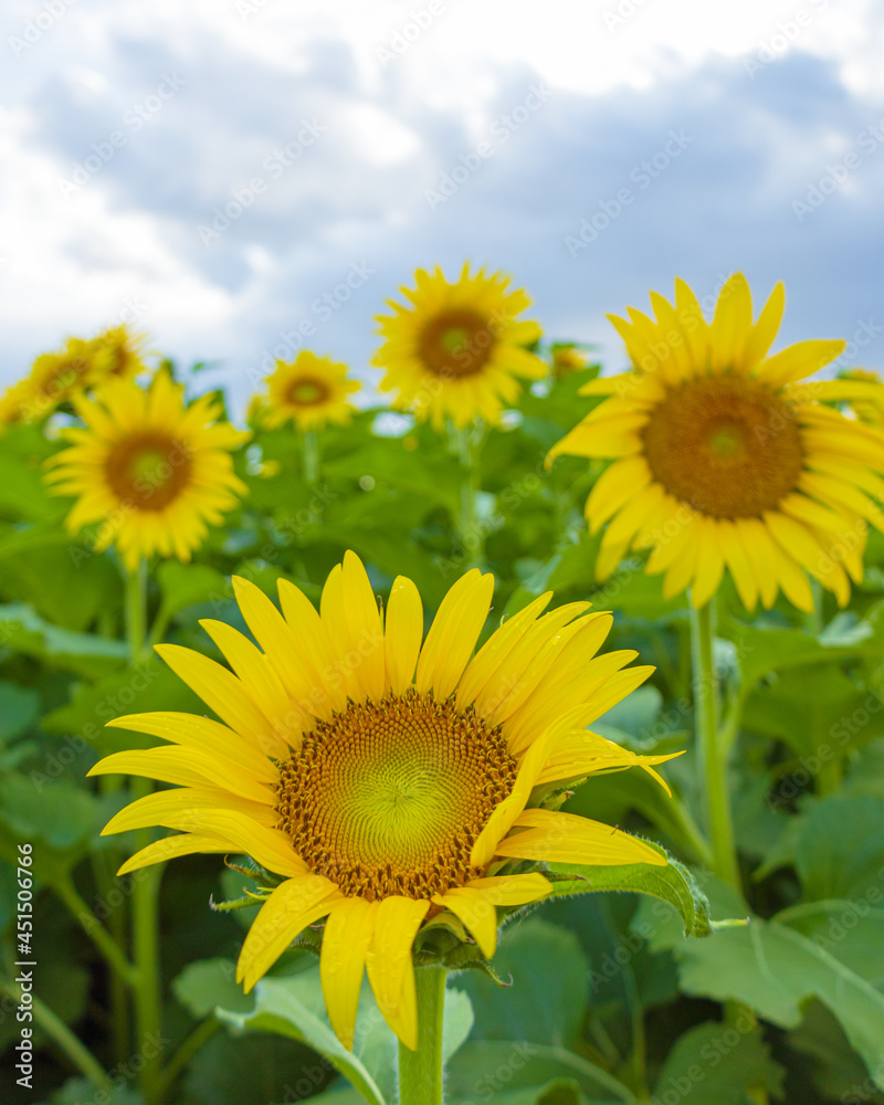 japanese summer sunflower
Girasol del verano Japones