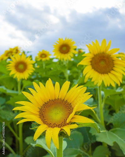 japanese summer sunflower Girasol del verano Japones