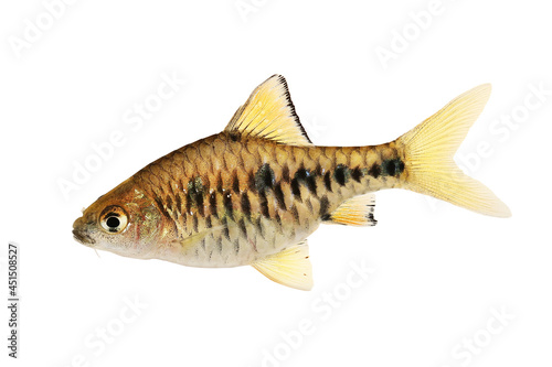 Checker barb female Aquarium fish Oliotius oligolepis