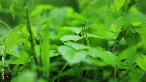 Wallpaper Mural 雨の日の草原　水滴 Torontodigital.ca