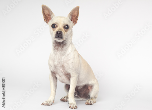 Chihuahua 2.0