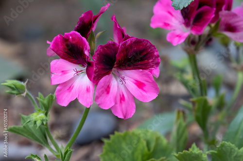 Fototapeta Naklejka Na Ścianę i Meble -  pink and red geranium flower with more buds