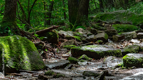 wet rock with moss in the forest