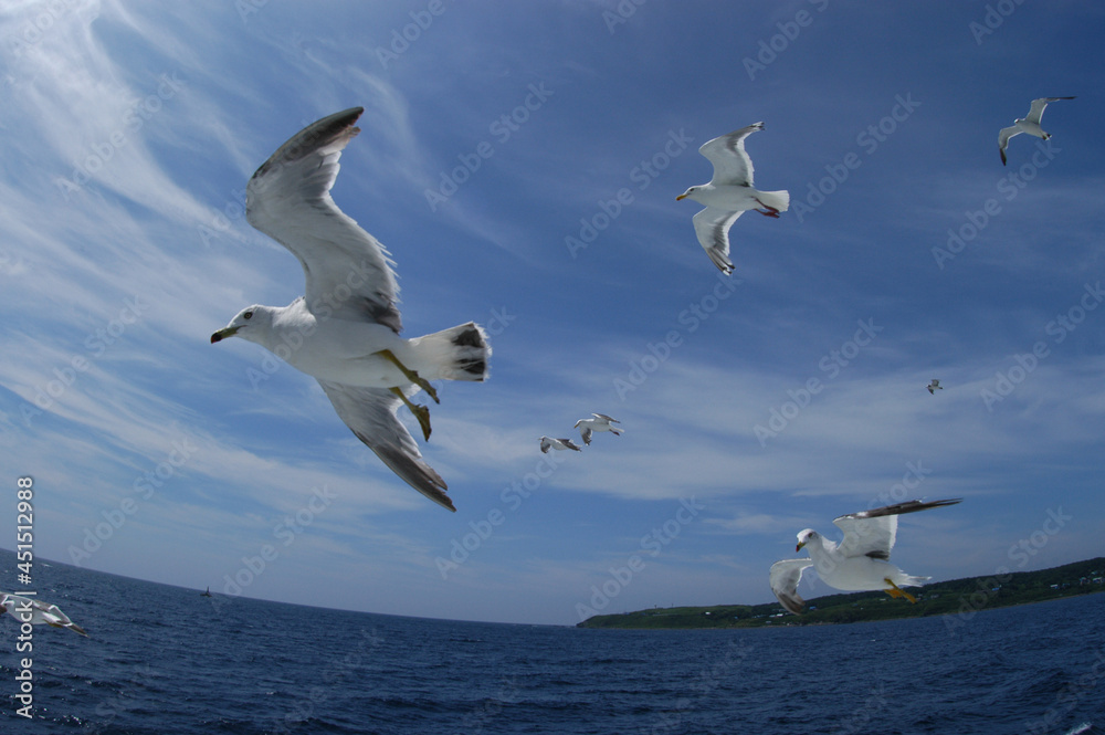 Fototapeta premium Seagulls flying in the summer blue sky