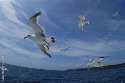 Seagulls flying in the summer blue sky