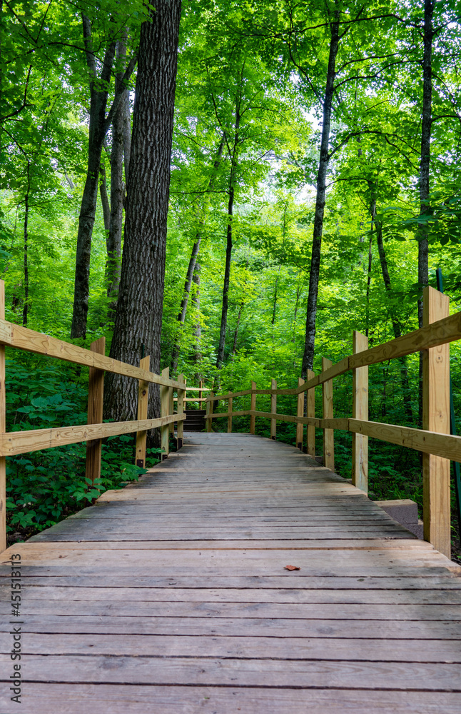 Obraz premium Path in the woods
