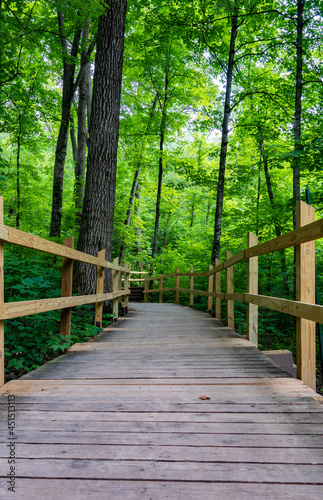 Path in the woods