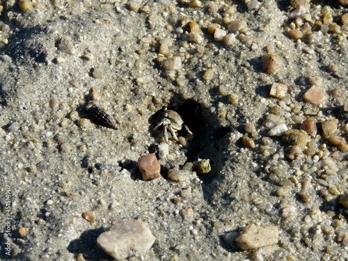 Close up of a crab on the beach