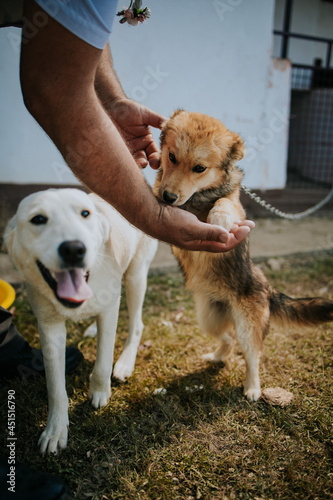 Vertical shot of a man playing with a cute puppy photo