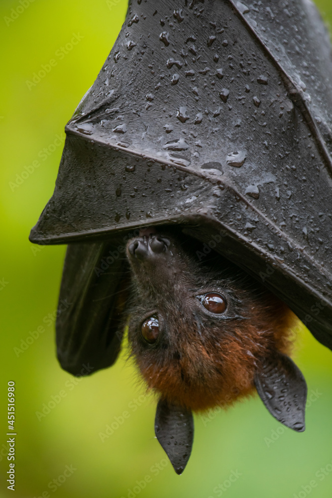 Fotografía bat on a branch