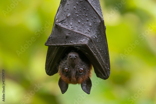 bat on a branch