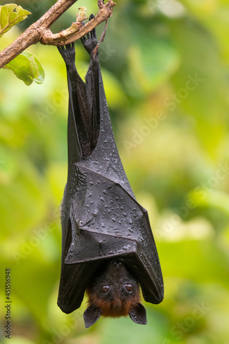 bat on a branch