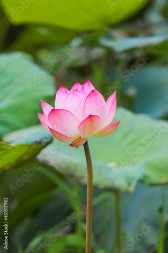 Blossom pink lotus flower in pond nature background