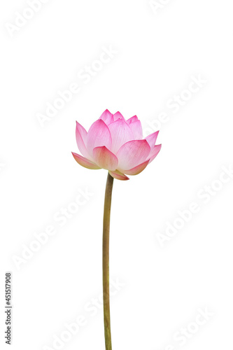 Pink lotus flower isolated on white background   clipping path for design usage purpose