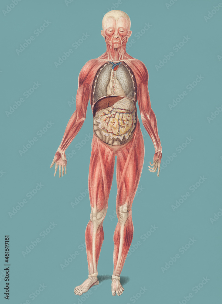 Φωτογραφία Vintage Illustration of Myology and disposition of the viscera.