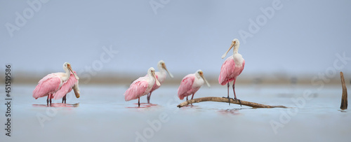 Espatulas rosadas, platalea ajaja photo