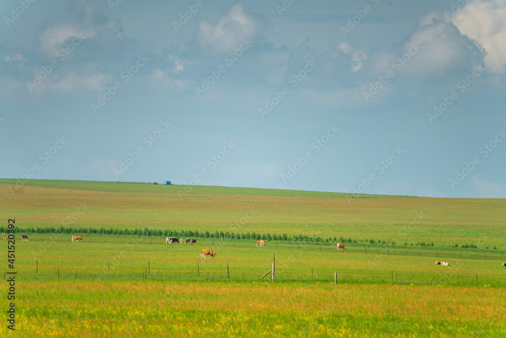 The grassland landscape in Hulun Buir, Inner Mongolia, China, summer time.