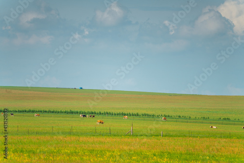 The grassland landscape in Hulun Buir  Inner Mongolia  China  summer time.