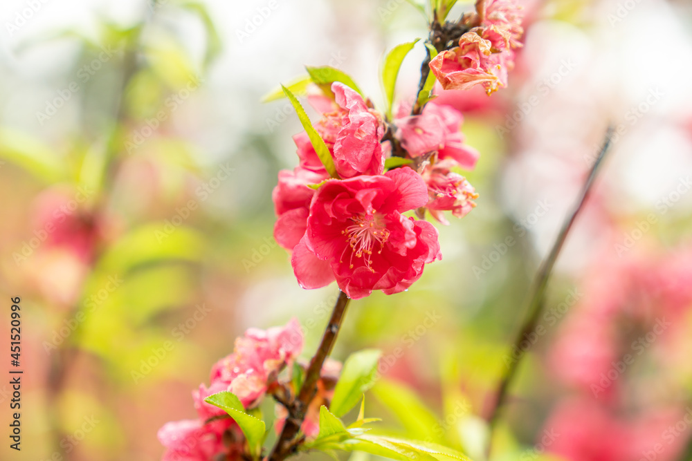 Peach blossoms of the Chiba peach tree on Qingxiu Mountain in Nanning, Guangxi, China Peach blossoms of the Chiba peach tree on Qingxiu Mountain in Nanning, Guangxi, China