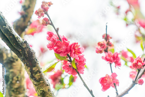 Peach blossoms of the Chiba peach tree on Qingxiu Mountain in Nanning, Guangxi, China photo