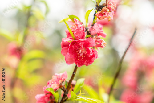 Peach blossoms of the Chiba peach tree on Qingxiu Mountain in Nanning, Guangxi, China photo