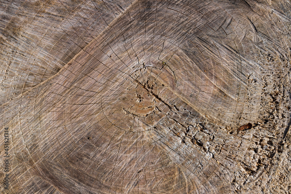 Naklejka premium 切り株の表面