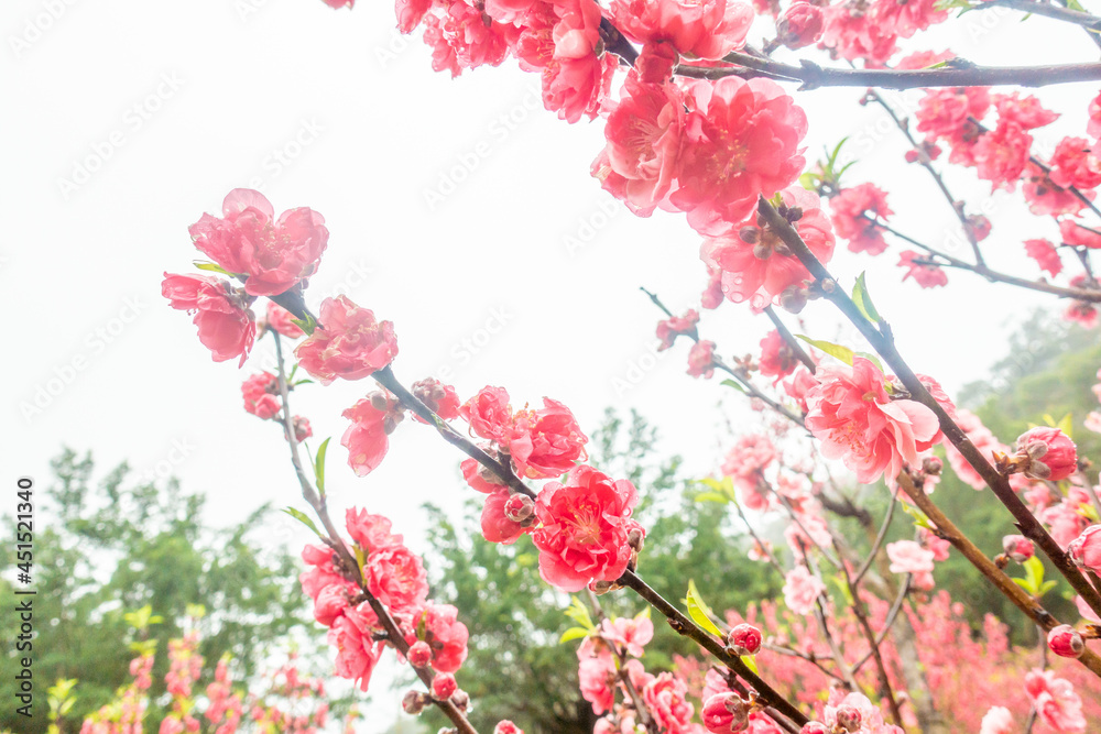 Peach blossoms of the Chiba peach tree on Qingxiu Mountain in Nanning, Guangxi, China Peach blossoms of the Chiba peach tree on Qingxiu Mountain in Nanning, Guangxi, China