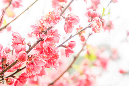 Peach blossoms of the Chiba peach tree on Qingxiu Mountain in Nanning, Guangxi, China photo