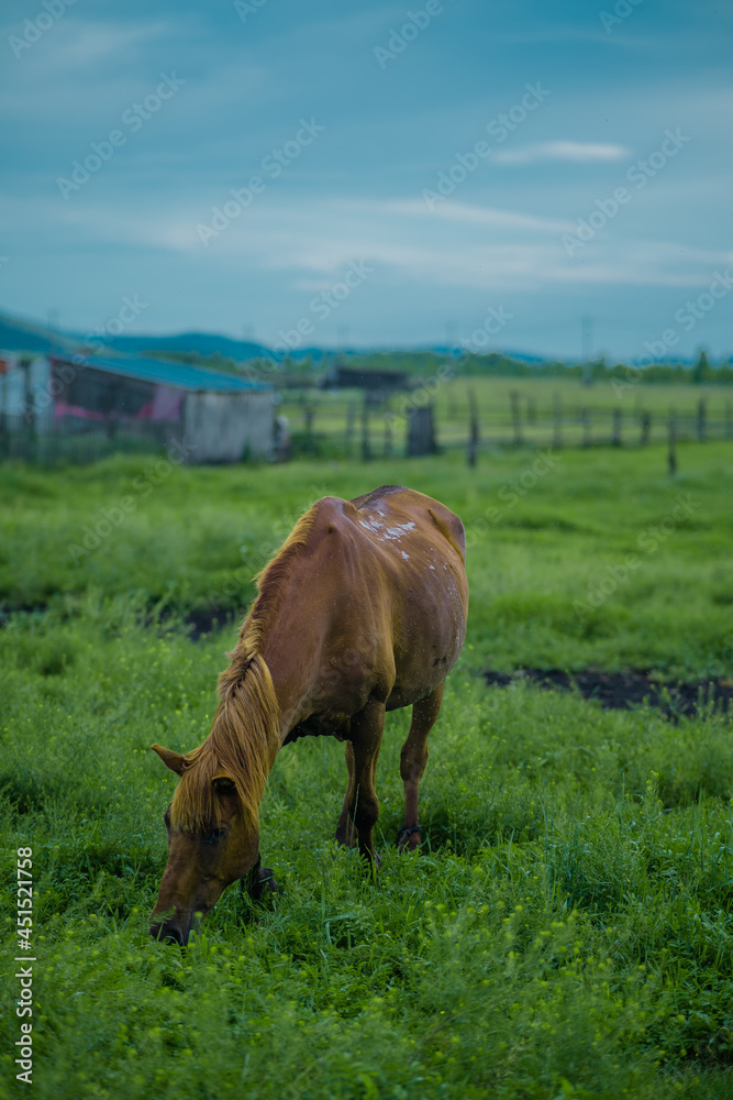 Fototapeta premium The horses on Hulun Buir grassland, Inner Mongolia, summer time.
