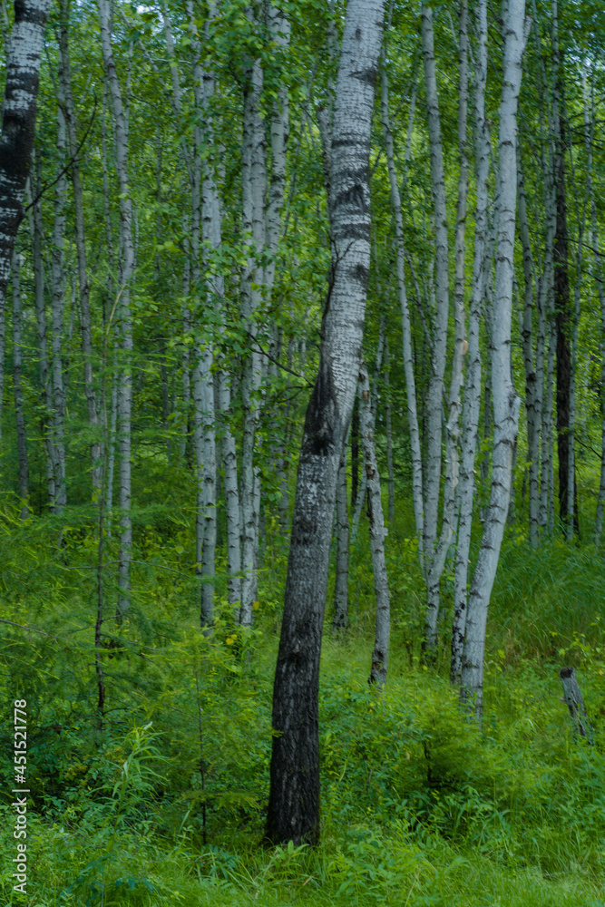 Naklejka premium Inside view of a white birch forest in Greater Khingan Mountains, in Inner Mongolia, China, summer time.